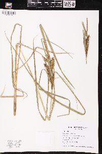 Carex retrorsa image