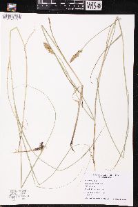 Carex sartwellii image