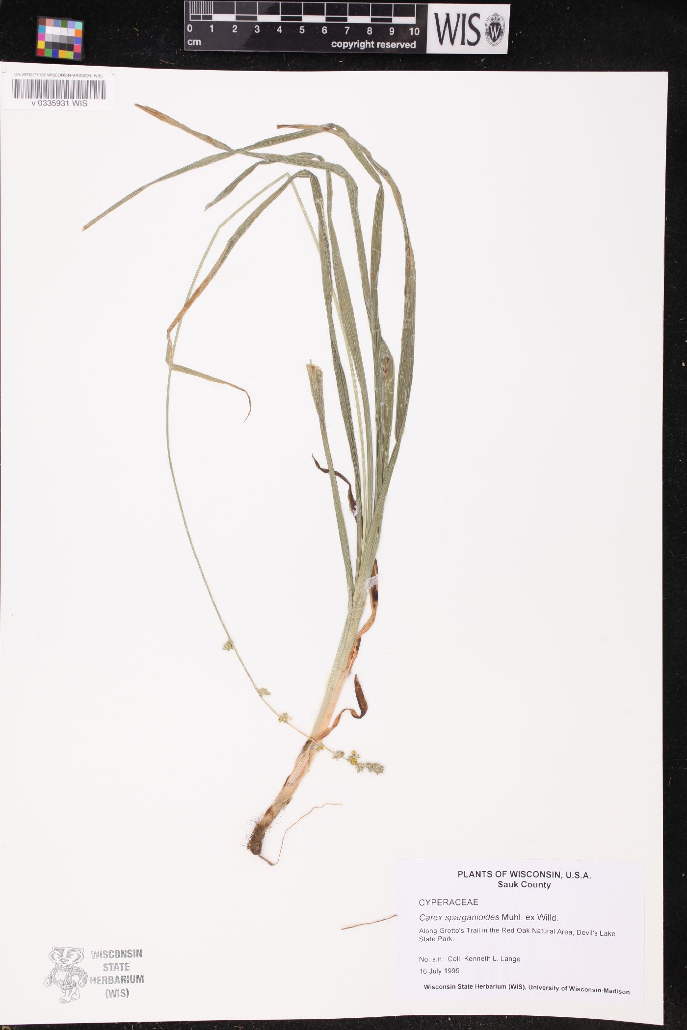 Carex sparganioides image