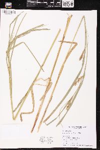Carex trichocarpa image