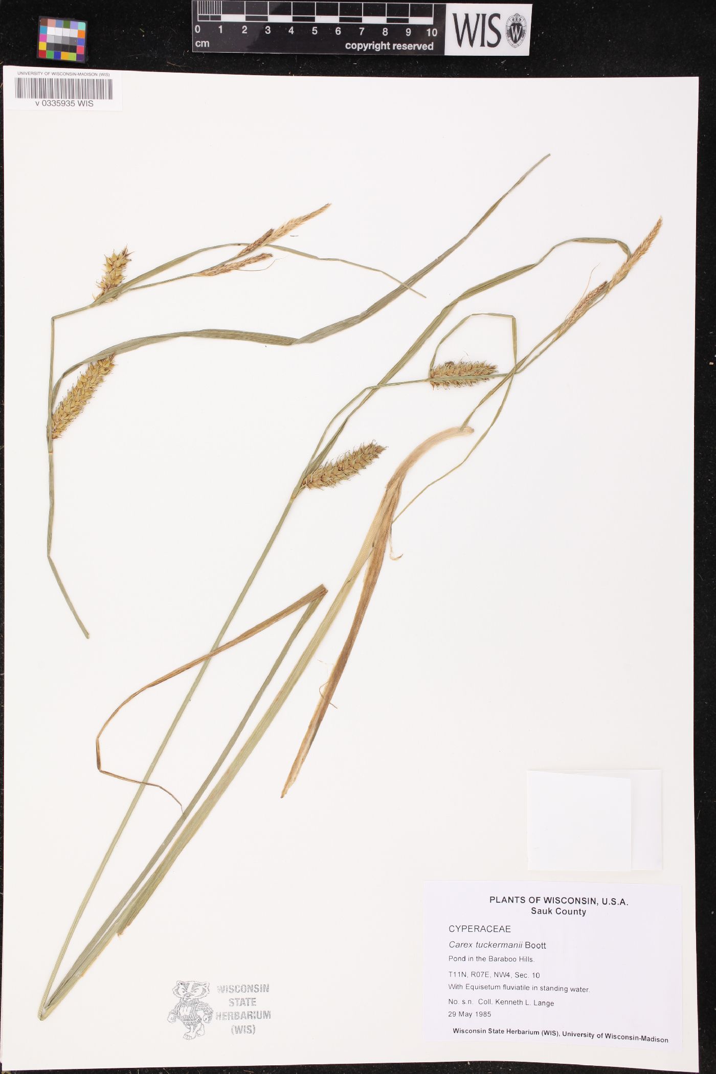 Carex tuckermanii image