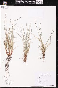 Carex umbellata image