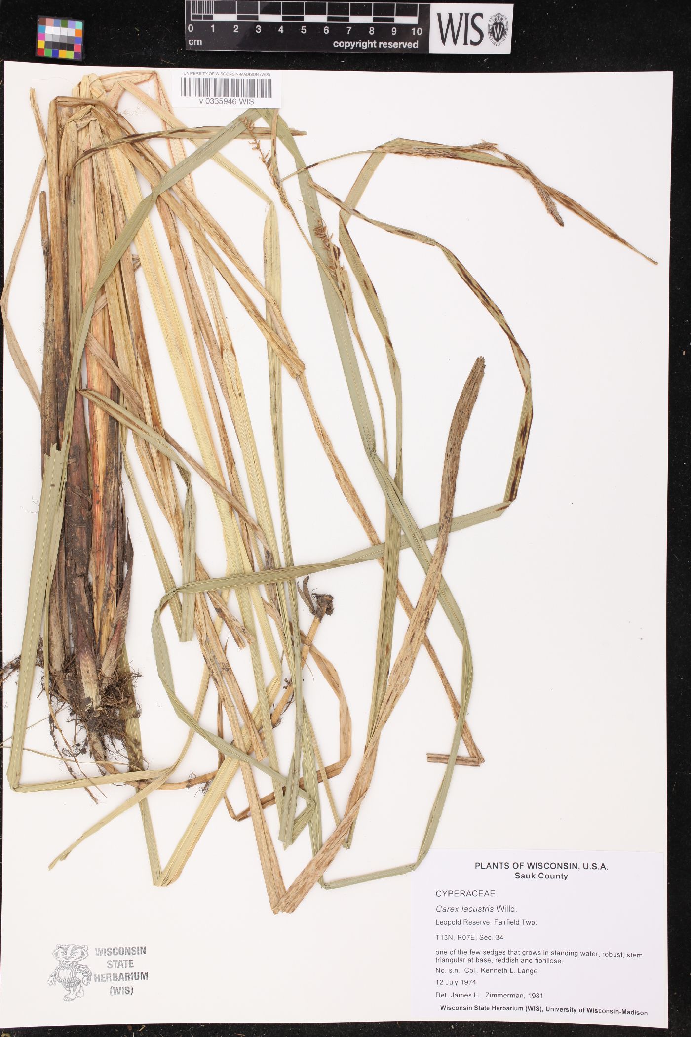 Carex lacustris image