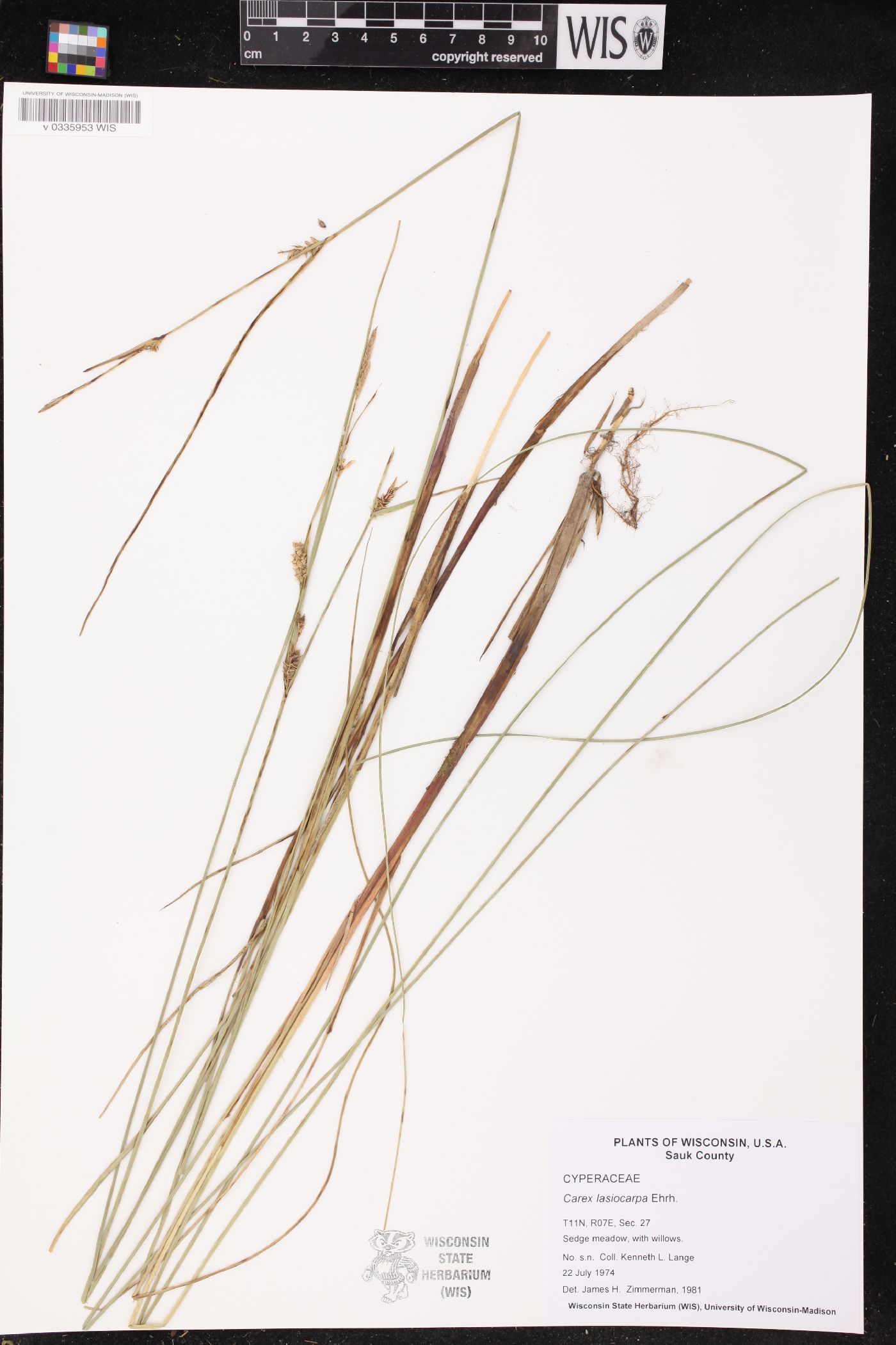 Carex lasiocarpa image