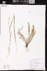 Carex leptonervia image