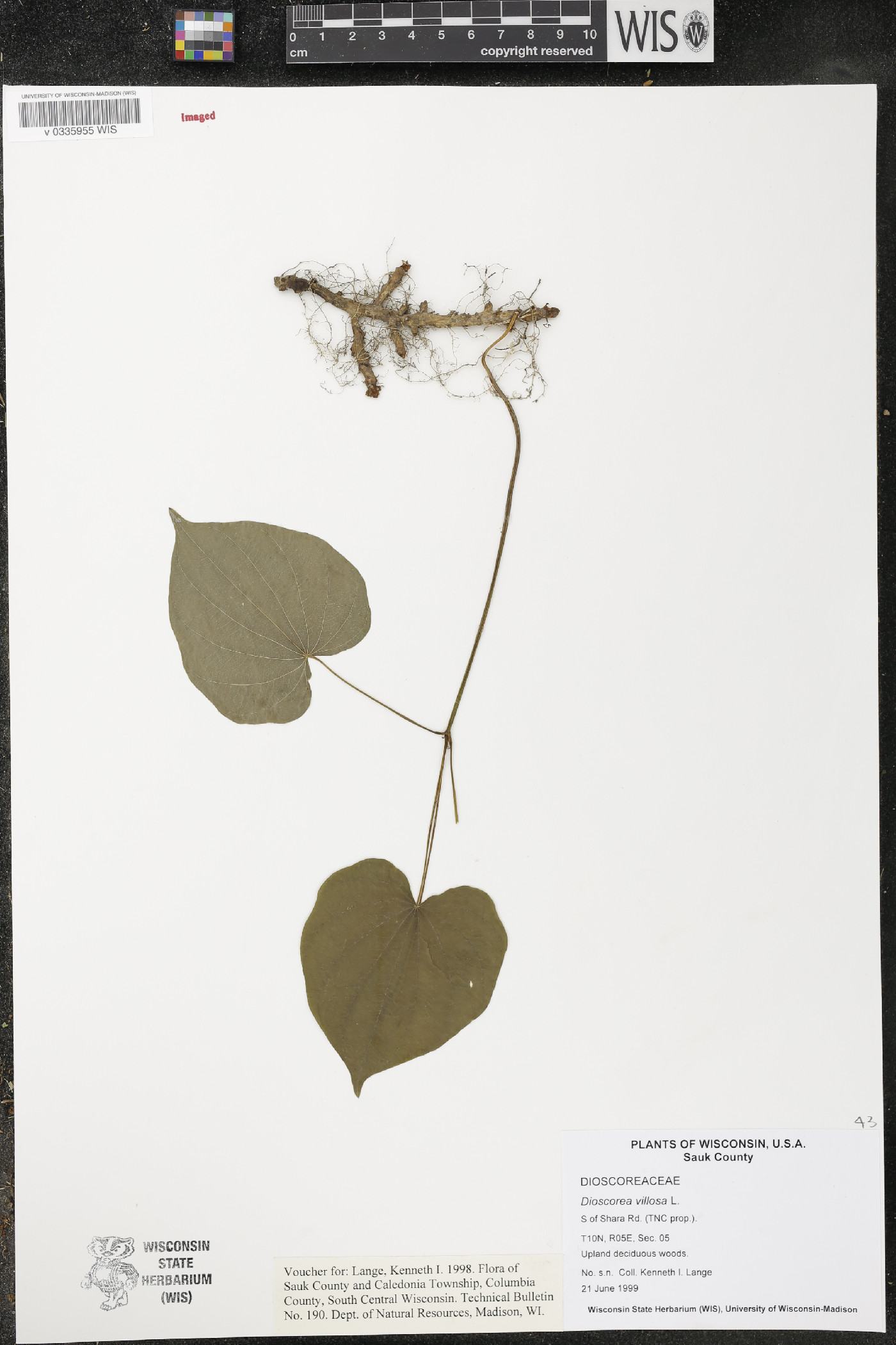 Dioscorea villosa image
