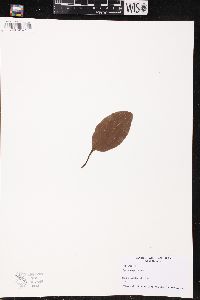 Pyrola elliptica image
