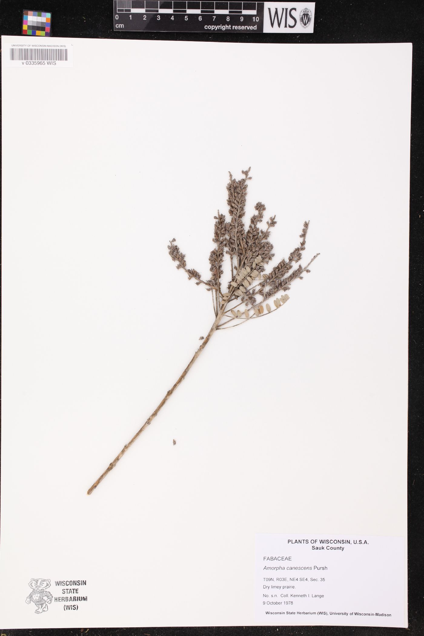Amorpha canescens image