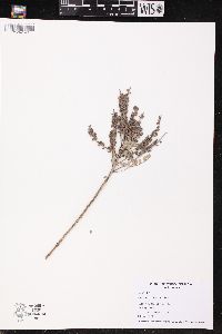 Amorpha canescens image