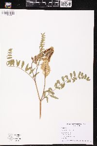 Astragalus canadensis image