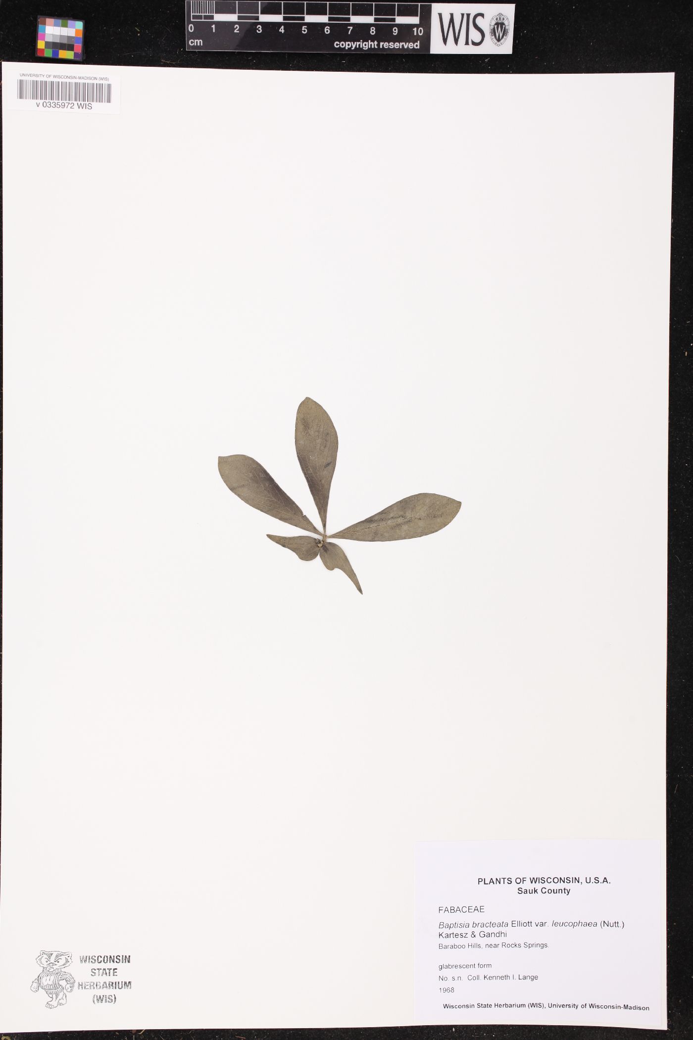 Baptisia leucophaea image