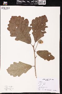 Quercus bicolor image