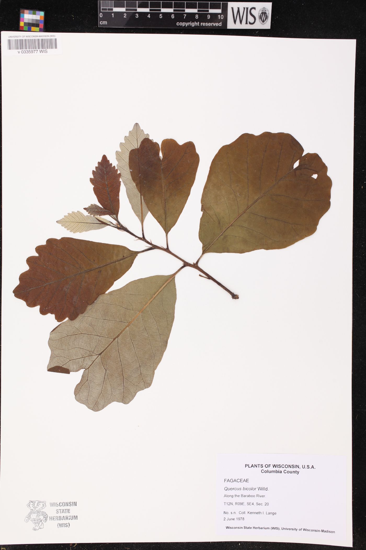 Quercus bicolor image