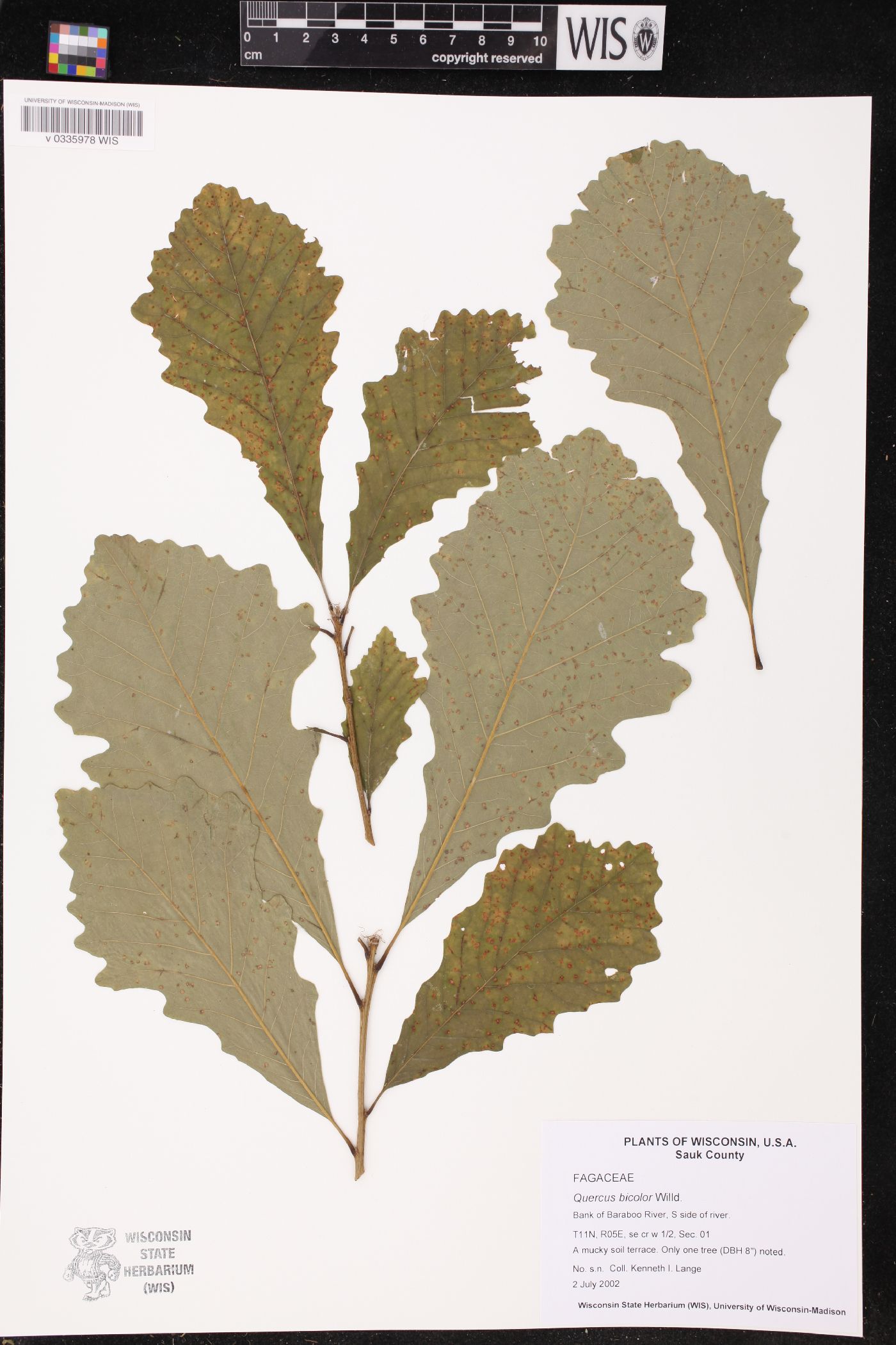 Quercus bicolor image