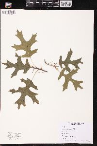 Quercus ellipsoidalis image