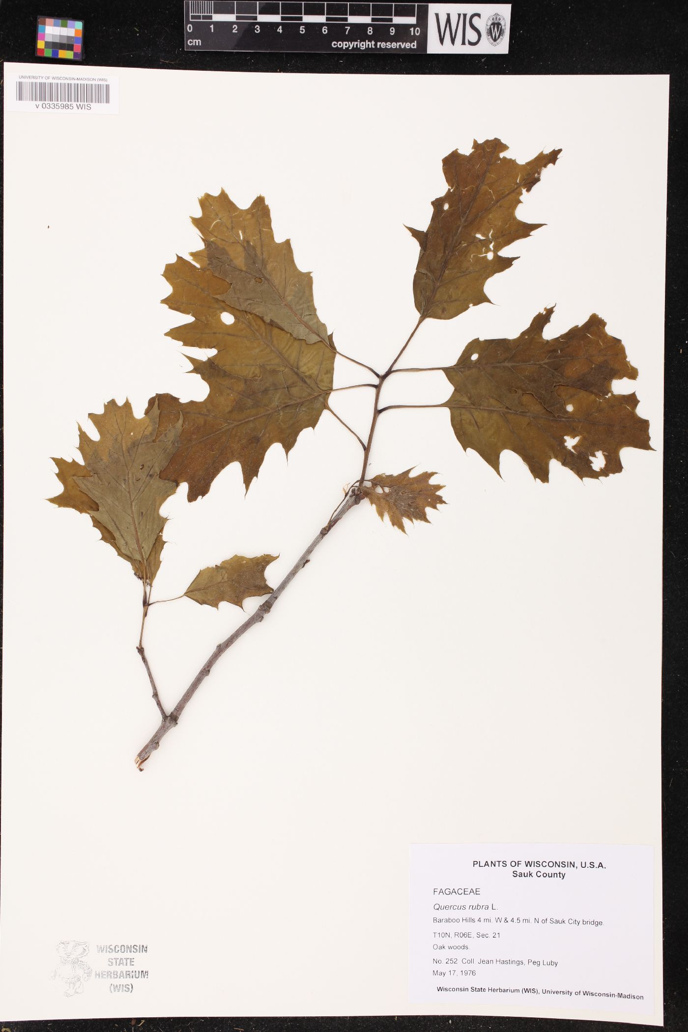 Quercus rubra image