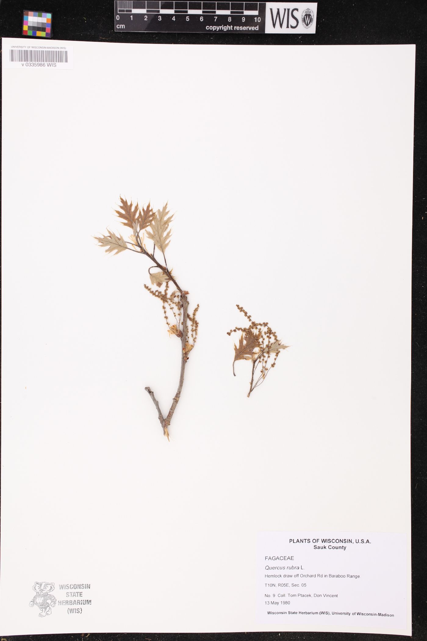Quercus rubra image