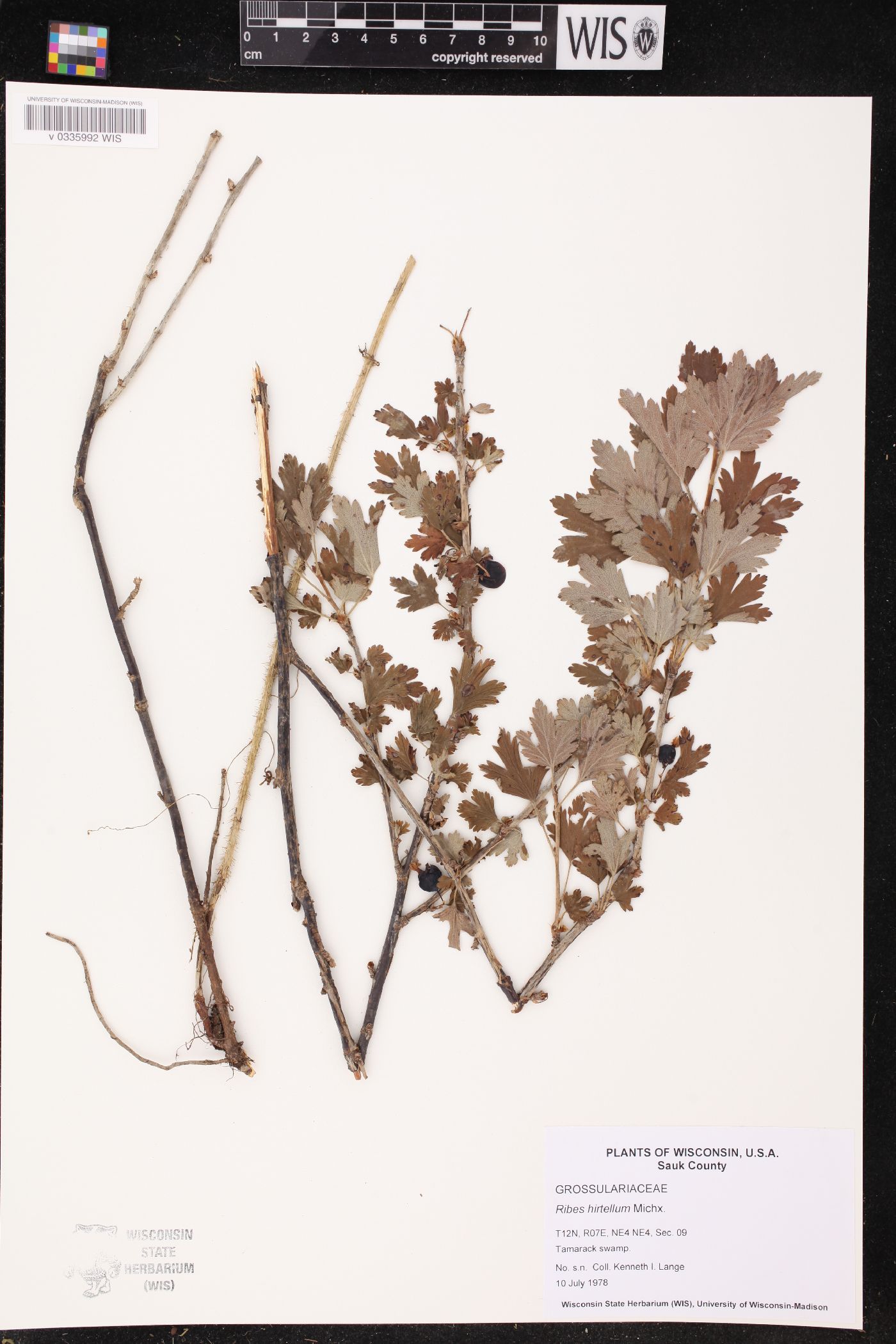 Ribes hirtellum image