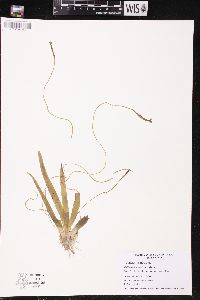 Vallisneria americana image