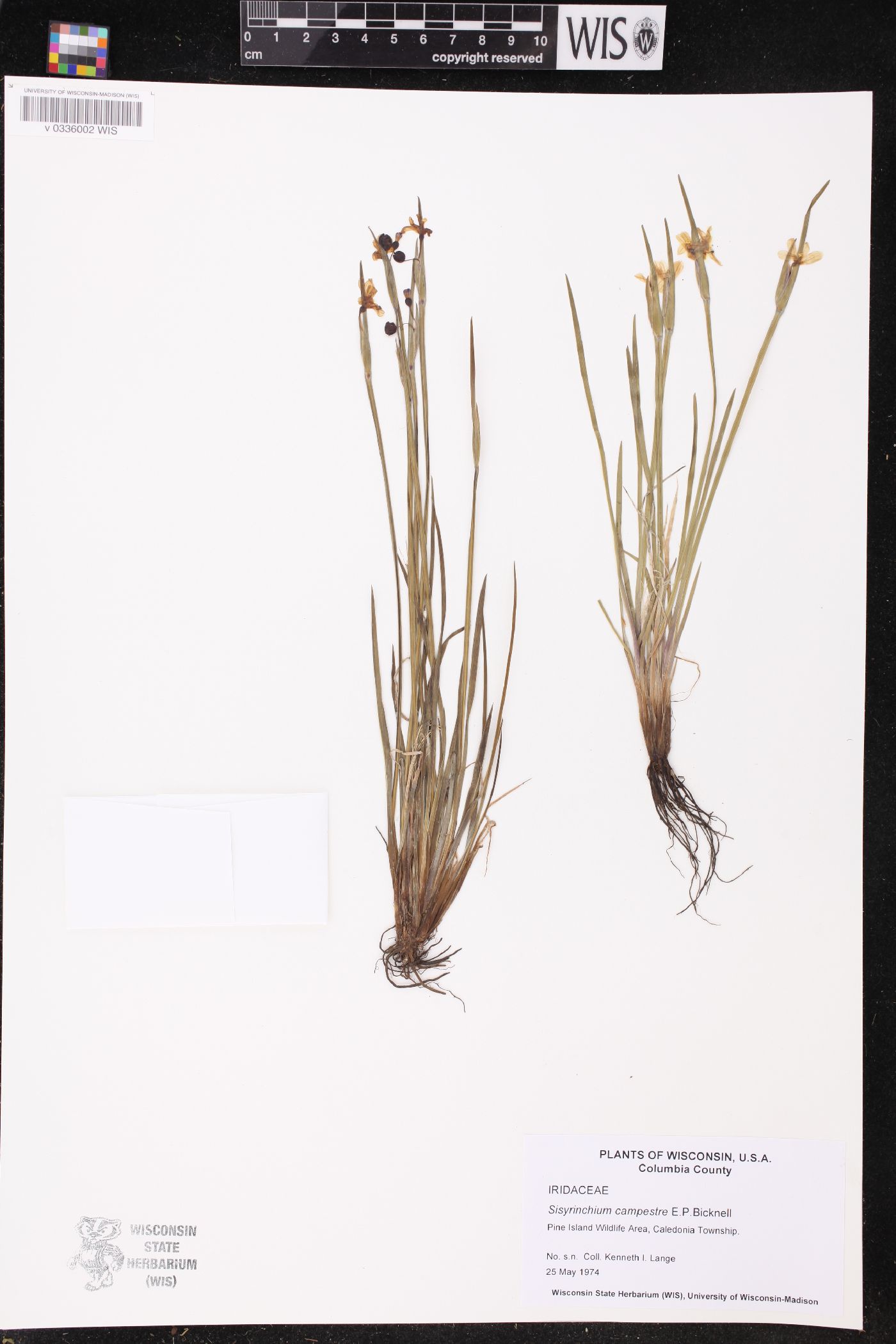 Sisyrinchium campestre image