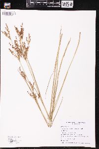 Juncus brevicaudatus image