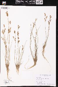 Juncus brevicaudatus image