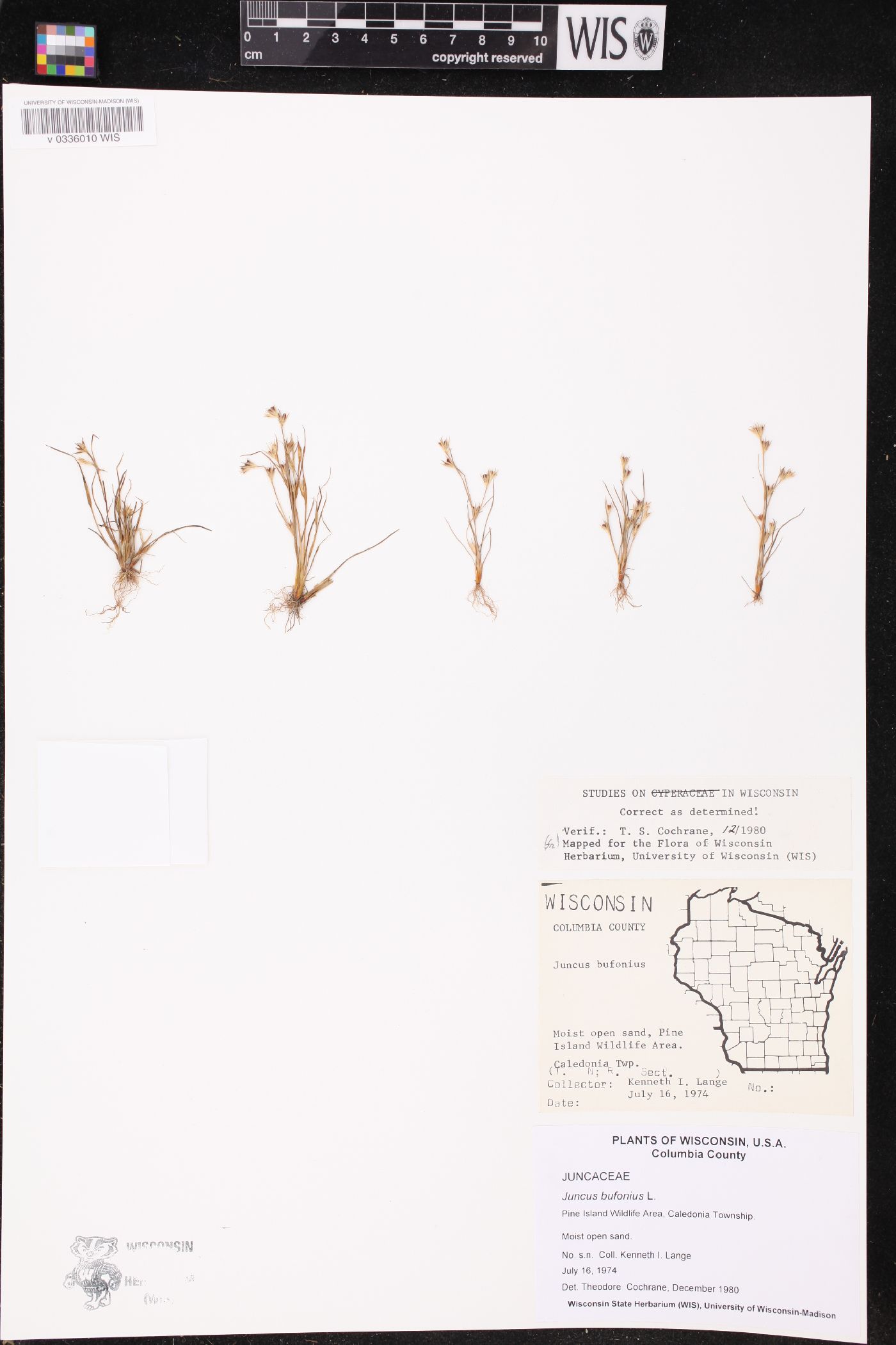 Juncus bufonius image