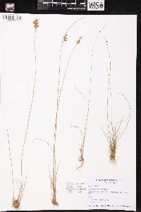 Juncus interior image