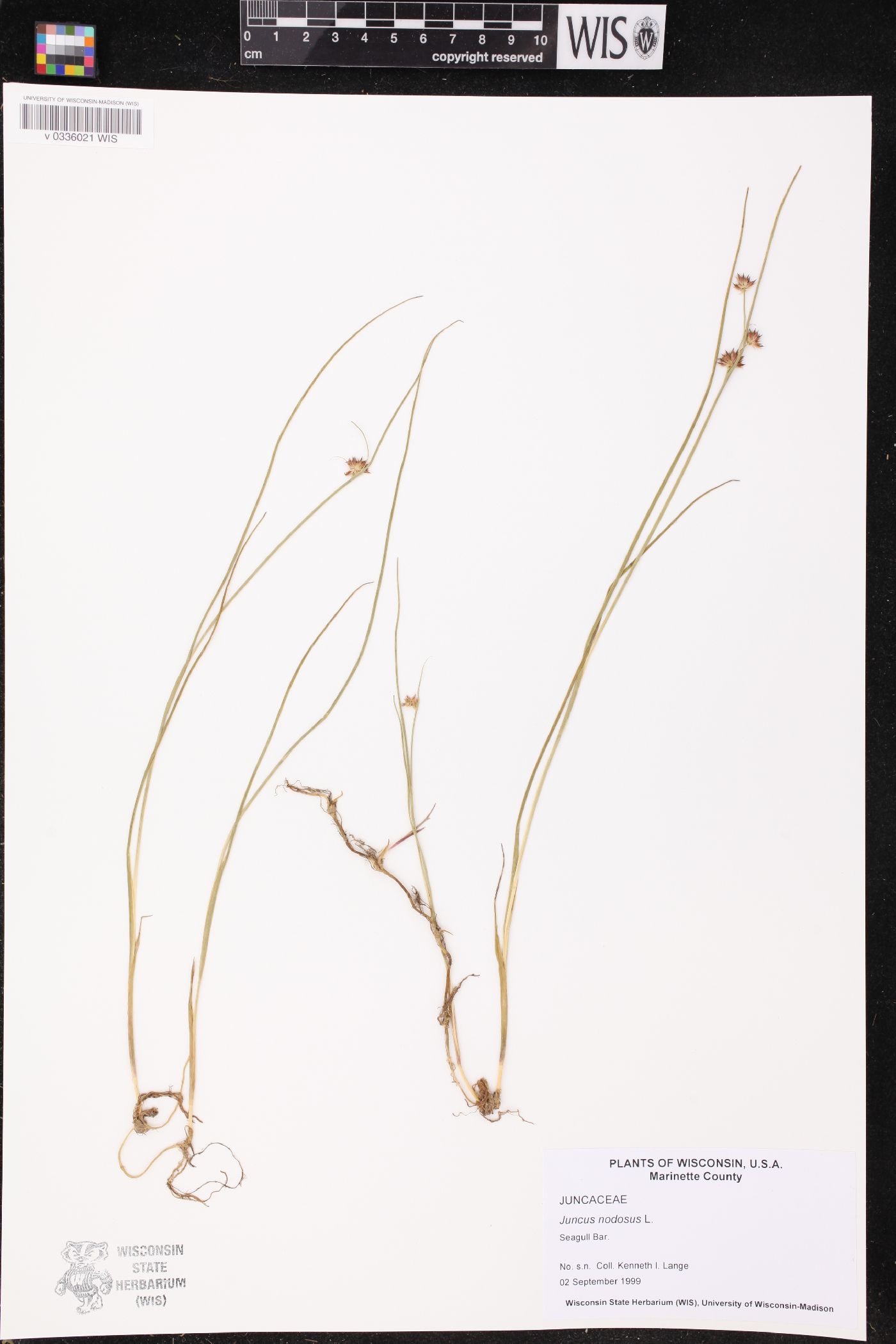 Juncus nodosus image
