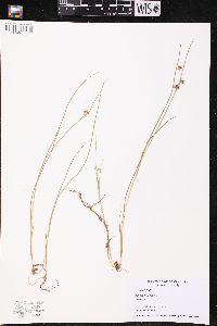 Juncus nodosus image