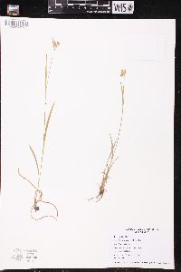 Luzula multiflora image