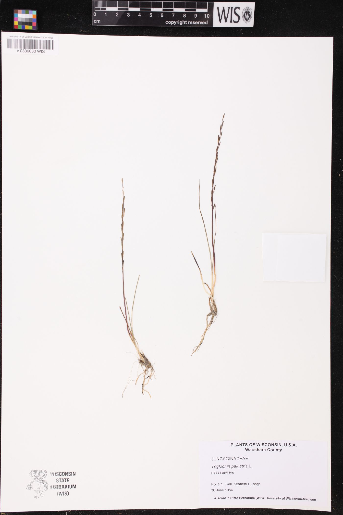 Triglochin palustris image