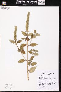 Agastache nepetoides image