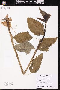 Agastache scrophulariifolia image