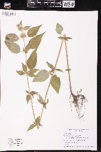Blephilia hirsuta image