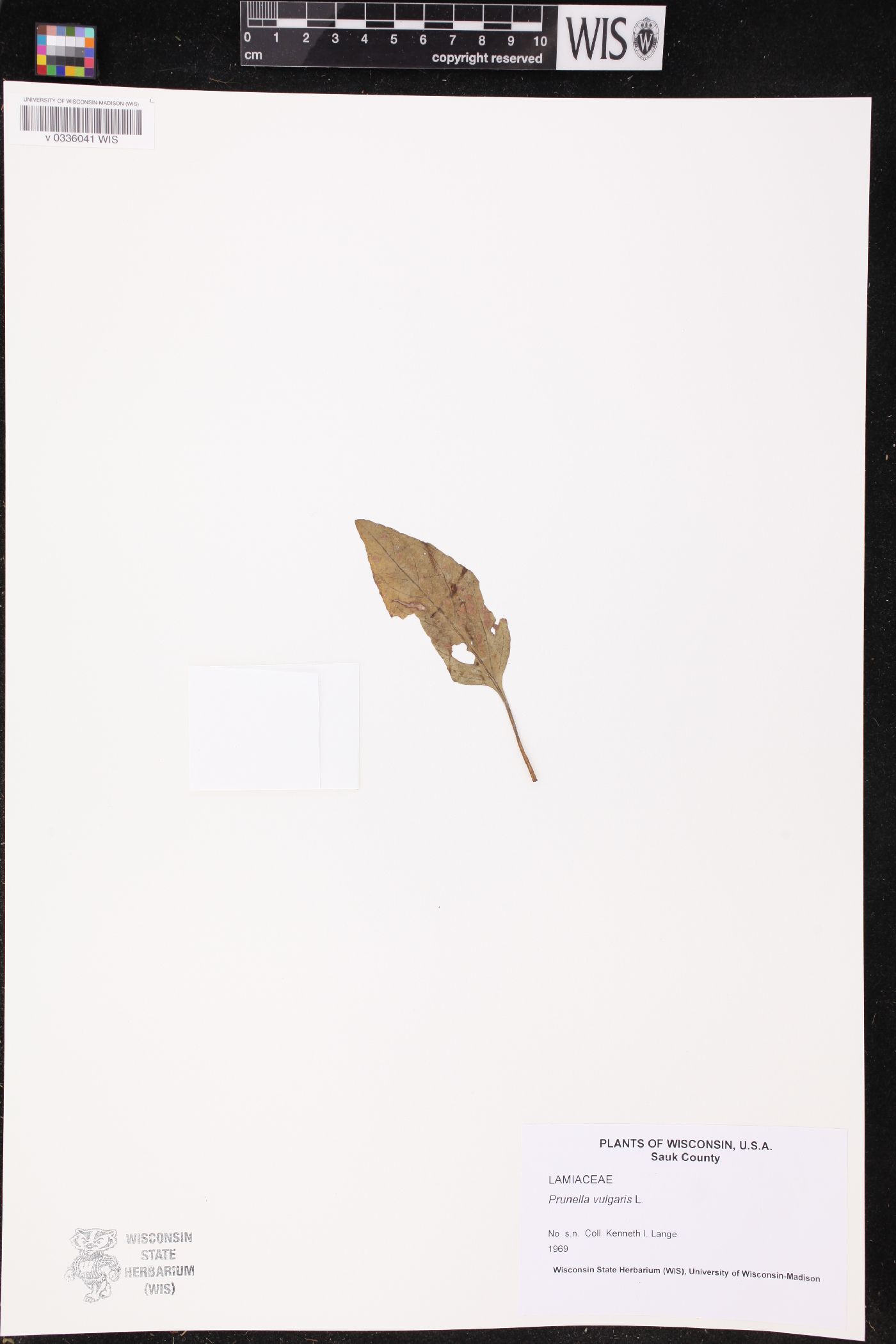 Prunella vulgaris image