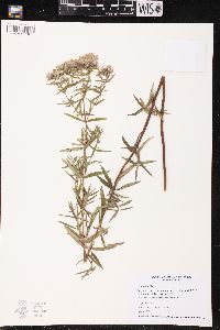 Pycnanthemum virginianum image