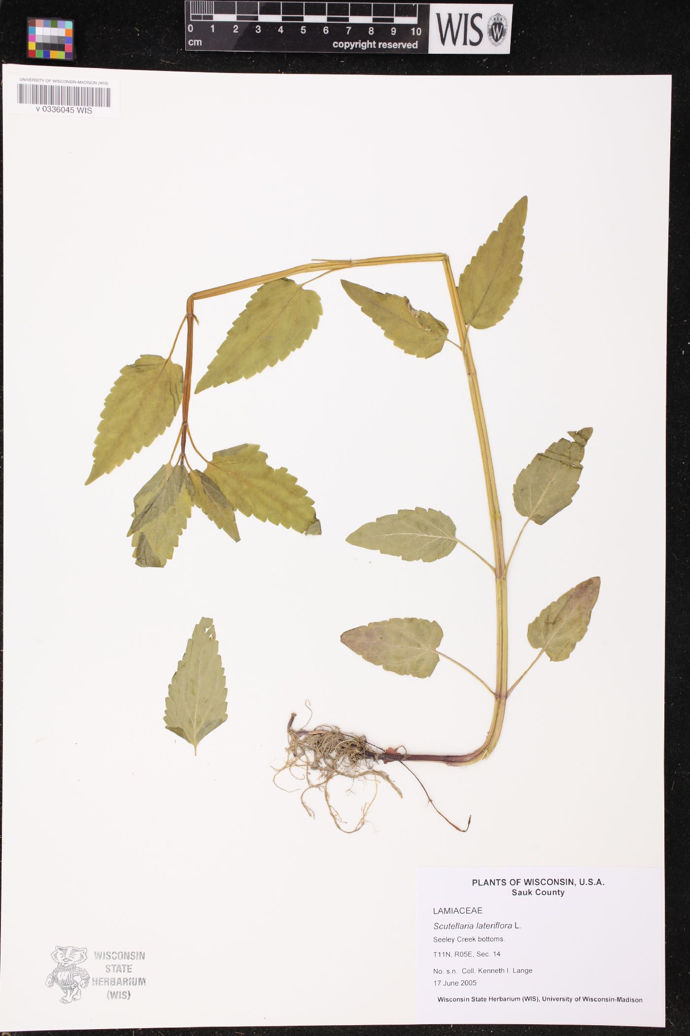 Scutellaria lateriflora image