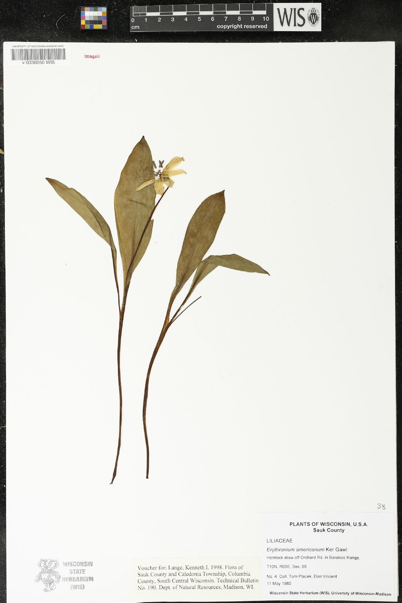 Erythronium americanum image