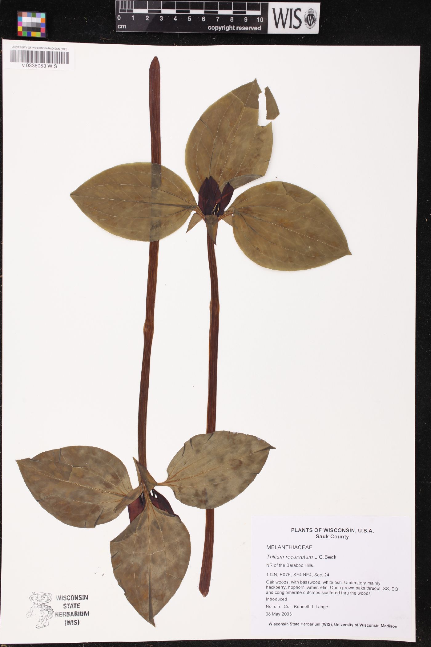 Trillium recurvatum image