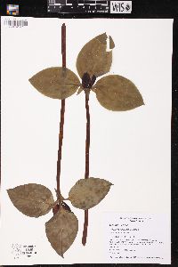 Trillium recurvatum image