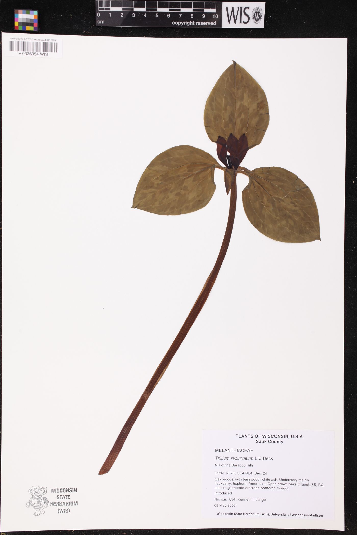 Trillium recurvatum image