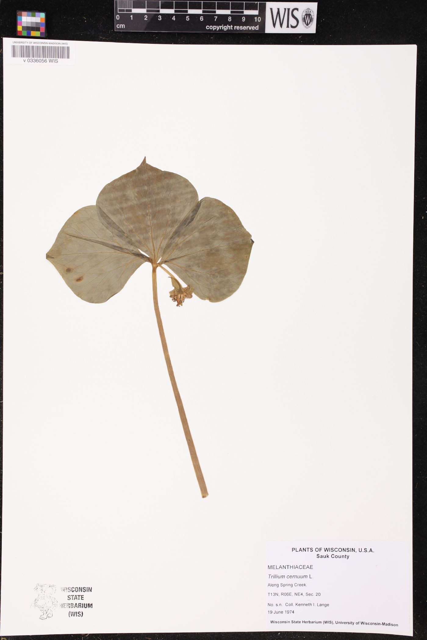 Trillium cernuum image