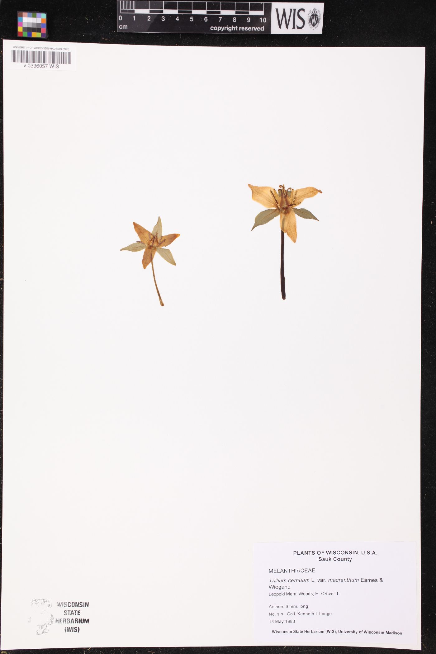 Trillium cernuum image