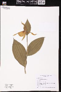 Cypripedium parviflorum var. pubescens image