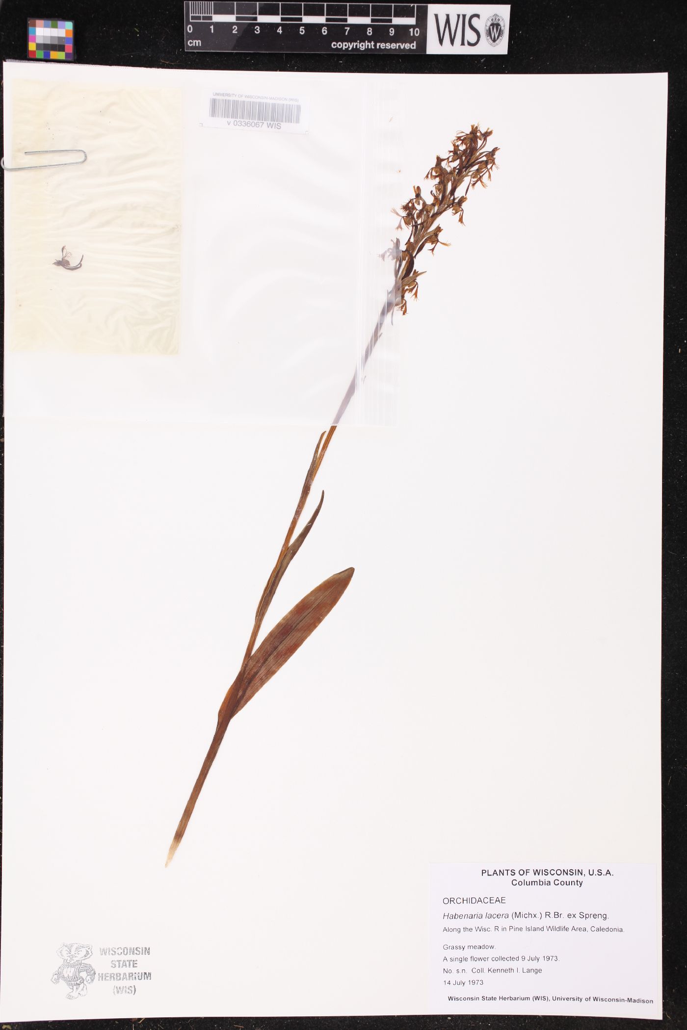Platanthera lacera image