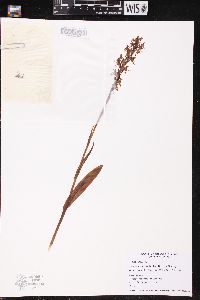 Platanthera lacera image