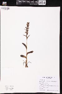 Coeloglossum viride image