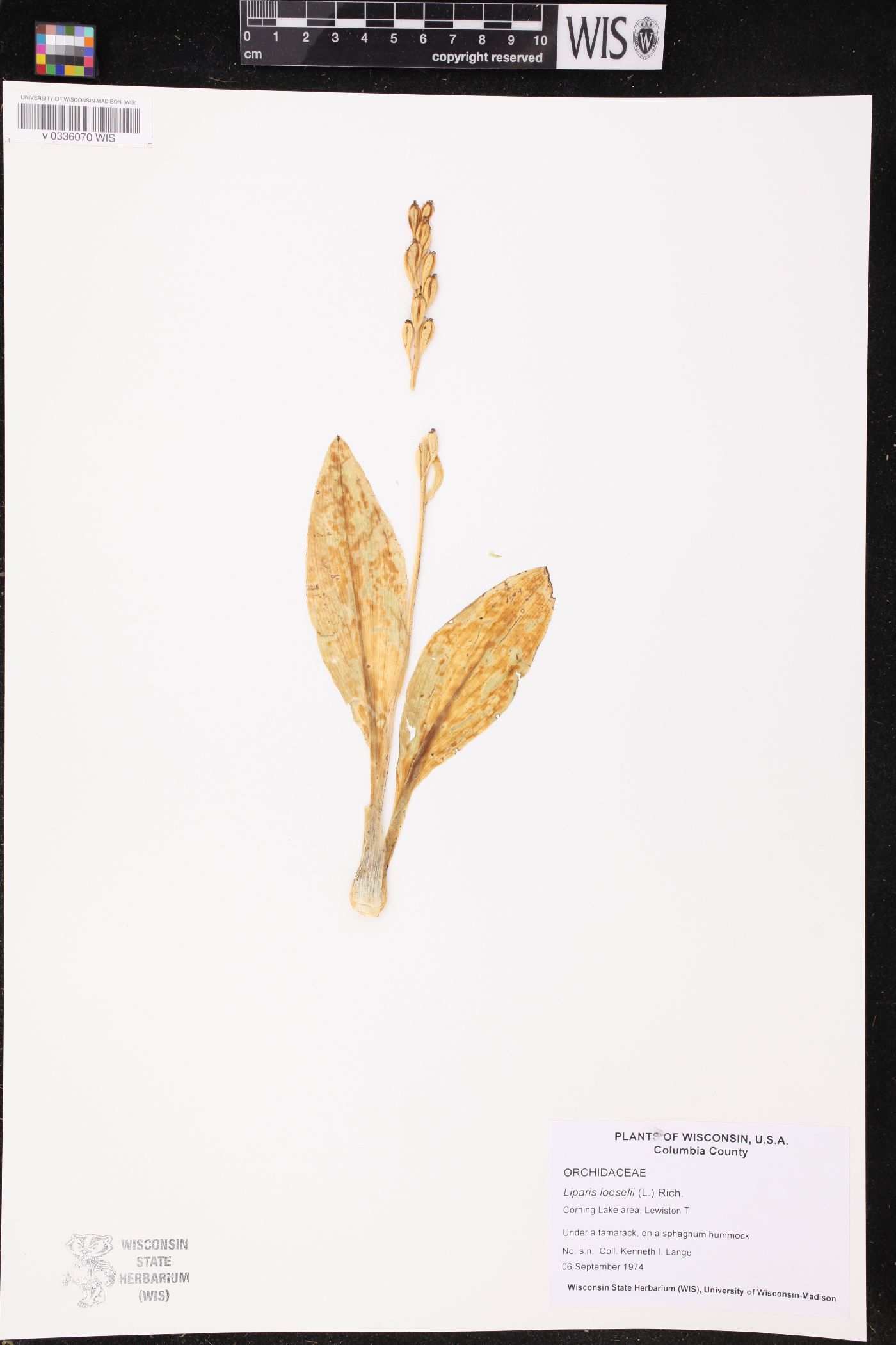 Liparis loeselii image