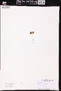 Listera cordata image